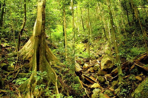 Cairns 4WD Waterfall And Rainforest Tour Including Kuranda Scenic Railway - New Castle Holiday 1