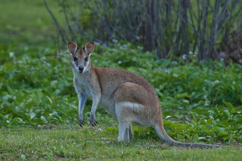 Cairns 4WD Waterfall And Rainforest Tour Including Kuranda Scenic Railway - New Castle Holiday 2