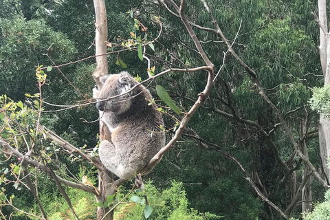 Full-Day Great Ocean Road Small-Group Tour From Melbourne - New Castle Holiday 1