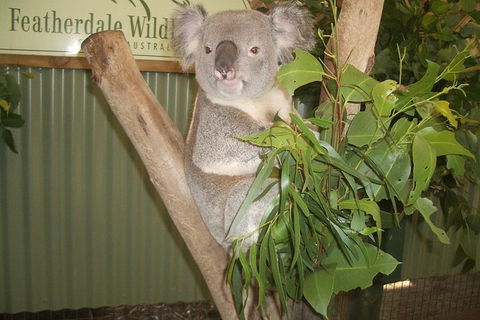 Full-Day Private Blue Mountains Tour With River Cruise - New Castle Holiday 2