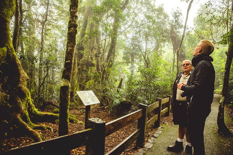 Full-day Springbrook National Park Tour From The Gold Coast - New Castle Holiday 1