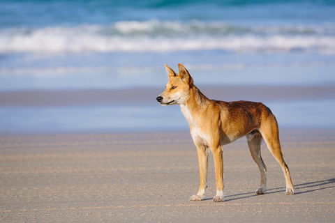 Fraser Island 4WD Tour From Rainbow Beach - New Castle Holiday 2