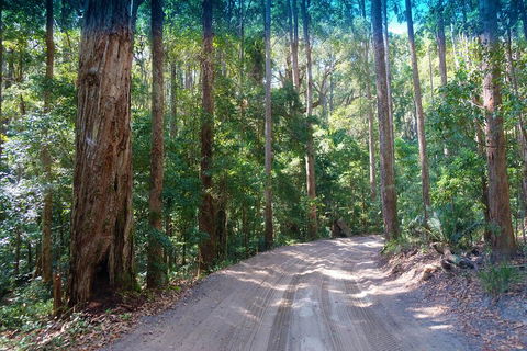 Fraser Island 4WD Tour From Rainbow Beach - New Castle Holiday 4