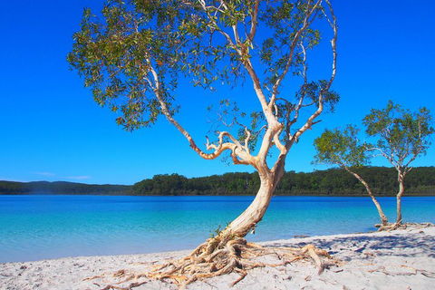 Fraser Island 4WD Tour From Rainbow Beach - New Castle Holiday 5