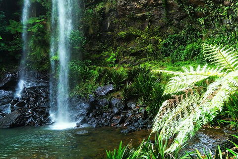 Private Tour - Rainforest & Waterfalls Extravaganza - New Castle Holiday 1