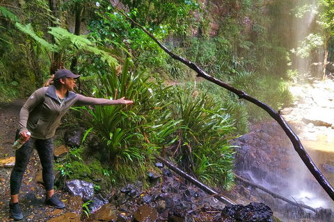 Private Tour - Rainforest & Waterfalls Extravaganza - New Castle Holiday 4
