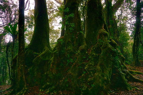Private Tour - Rainforest & Waterfalls Extravaganza - New Castle Holiday 5