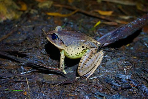 Glow Worms Private Tour - Nocturnal Rainforest Walk - New Castle Holiday 0