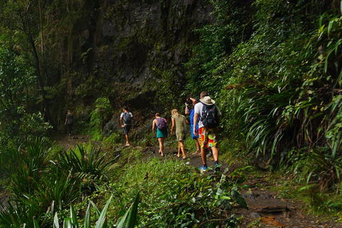 Glow Worms Private Tour - Nocturnal Rainforest Walk - New Castle Holiday 1