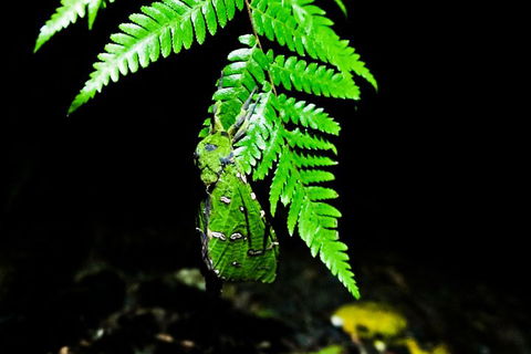 Glow Worms Private Tour - Nocturnal Rainforest Walk - New Castle Holiday 2
