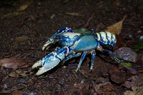 Glow Worms Private Tour - Nocturnal Rainforest Walk - New Castle Holiday 4
