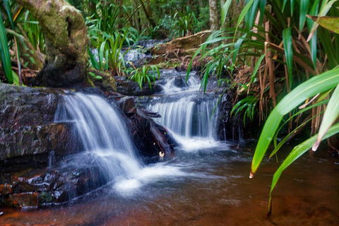 Glow Worms Private Tour - Nocturnal Rainforest Walk - New Castle Holiday 5