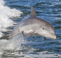 Noosa Oceanrider Scenic Dolphin Safari - New Castle Holiday