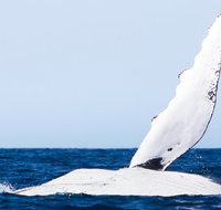2-Hour Guided Whale Watching Tour at Noosa - New Castle Holiday
