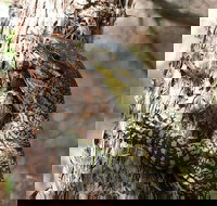 Byron Bay Combo Hinterland Tour Including Minyon Falls and Kayaking with Dolphins - New Castle Holiday