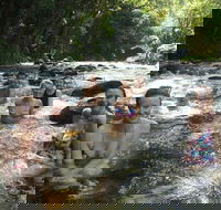 Daintree Rainforest Cape Tribulation Mossman Gorge Small-Group Day Tour - New Castle Holiday