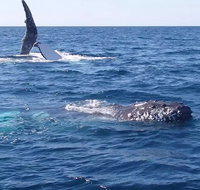 Noosa Whale Watching - New Castle Holiday