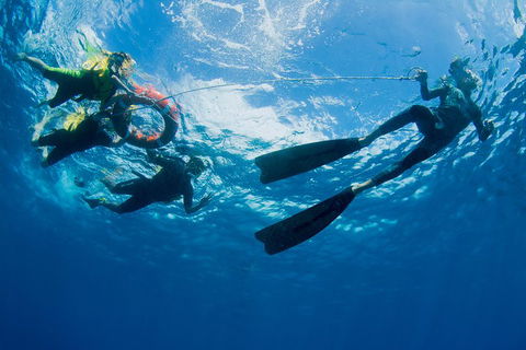 Passions Of Paradise Great Barrier Reef Snorkel And Dive Cruise From Cairns By Luxury Catamaran - New Castle Holiday 2