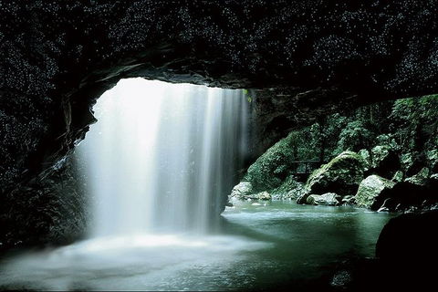 Natural Bridge Glow Worm Night Tour From Gold Coast - New Castle Holiday 0