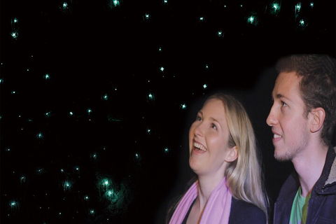 Natural Bridge Glow Worm Night Tour From Gold Coast - New Castle Holiday 3