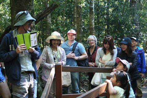 Natural Bridge Glow Worm Night Tour From Gold Coast - New Castle Holiday 4