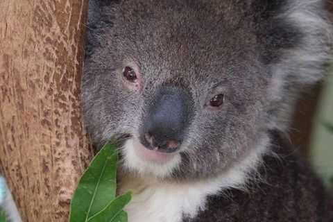 All Inclusive Blue Mountains Small-Group Day Trip From Sydney - New Castle Holiday 1