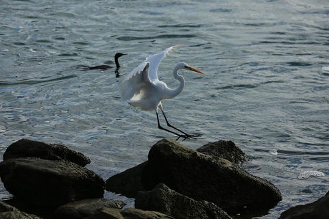 Kayak Tour In Adelaide Dolphin Sanctuary - New Castle Holiday 1