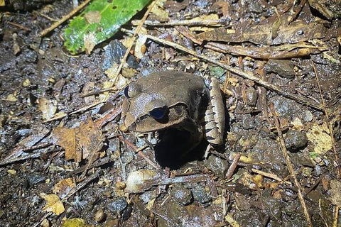 Evening Rainforest & Glow Worm Experience - New Castle Holiday 1
