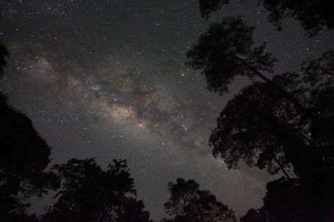 Evening Rainforest & Glow Worm Experience - New Castle Holiday 4