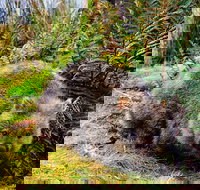 Cradle Mountain National Park Day Tour from Launceston - New Castle Holiday