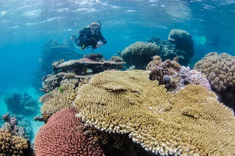 Silverswift Outer Great Barrier Reef Dive And Snorkel Cruise From Cairns - New Castle Holiday 5