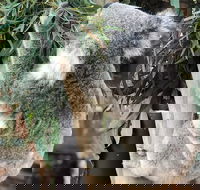 Private Blue Mountains and Wildlife Park Tour from Sydney with Barbecue Lunch - New Castle Holiday
