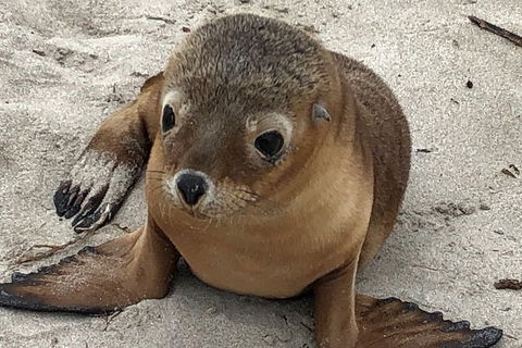 Kangaroo Island Scenic Trail Tour - New Castle Holiday 0