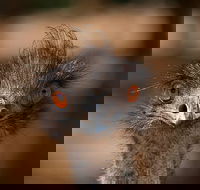 Currumbin Wildlife Sanctuary General Entry Ticket - New Castle Holiday