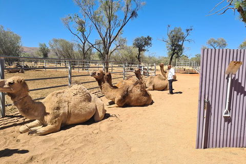 West MacDonnell Ranges Half-Day Small-Group Tour With Camel Ride - New Castle Holiday 0