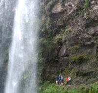 Springbrook National Park Discovery Full-Day Bushwalking Tour - New Castle Holiday