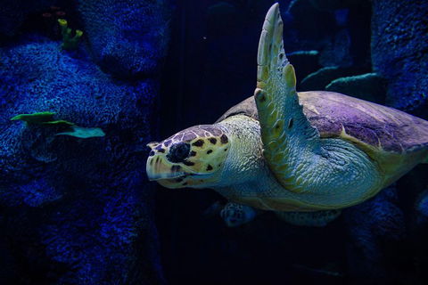 Sydney Attractions Pass: SEA LIFE Aquarium, Sydney Tower Eye, WILD LIFE Zoo And Madame Tussauds - New Castle Holiday 1