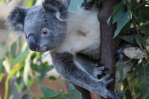Sydney Attractions Pass: SEA LIFE Aquarium, Sydney Tower Eye, WILD LIFE Zoo And Madame Tussauds - New Castle Holiday 2