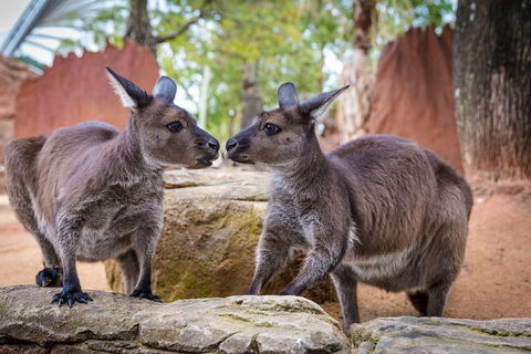 Sydney Attractions Pass: SEA LIFE Aquarium, Sydney Tower Eye, WILD LIFE Zoo And Madame Tussauds - New Castle Holiday 5