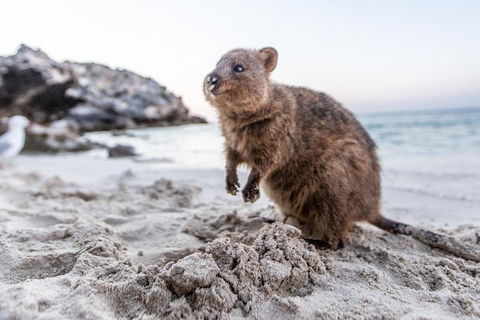 Fremantle To Rottnest Island Roundtrip Ferry Ticket - New Castle Holiday 1