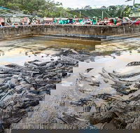 Hartley's Crocodile Adventures Day Trip from Cairns - New Castle Holiday
