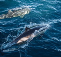 Sydney Whale-Watching Cruise - New Castle Holiday