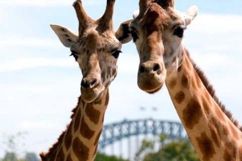 Sydney Harbour Ferry With Taronga Zoo Entry Ticket - New Castle Holiday 1