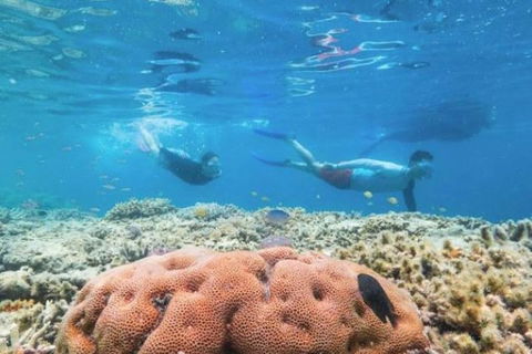 Great Barrier Reef Day Cruise To Reefworld - New Castle Holiday 1