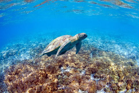 Great Barrier Reef Day Cruise To Reefworld - New Castle Holiday 5