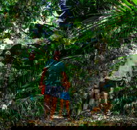 Full Day Daintree Rainforest and Mossman Gorge Tour - New Castle Holiday
