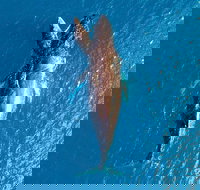 Buccaneer Explorer - New Castle Holiday