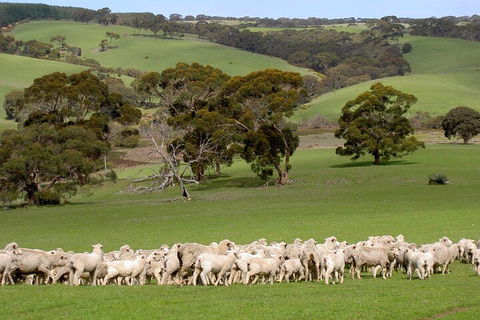 Kangaroo Island Luxury Small Group 'Island Life' Full Day Tour - New Castle Holiday 1