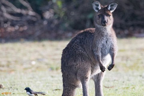 Kangaroo Island Luxury Small Group 'Island Life' Full Day Tour - New Castle Holiday 2