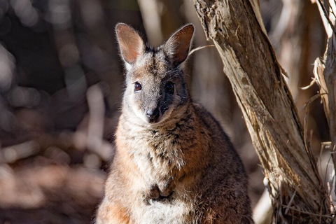 Kangaroo Island Luxury Small Group 'Island Life' Full Day Tour - New Castle Holiday 3